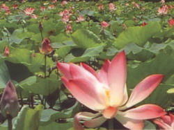 Lotus Swamp